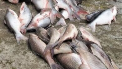 Photo of खबर का असर : मत्स्य विभाग ने 45 कि.ग्रा. मछली जप्त की