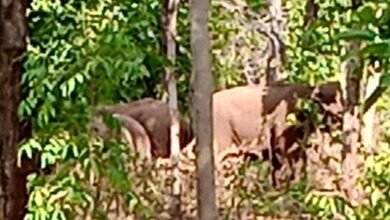 Photo of करंजिया के जंगलों में हाथियों के झुंड की चहलकदमी