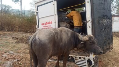 Photo of गाड़ासरई में अवैध मवेशी परिवहन के विरुद्ध कार्यवाही एक आरोपी गिरफ्तार एक फरार