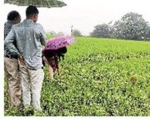 Photo of कृषि अधिकारियों ने किया फसलों का निरीक्षण