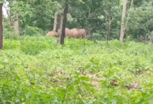 Photo of हाथियों के आने से जिले में मचा हड़कंप