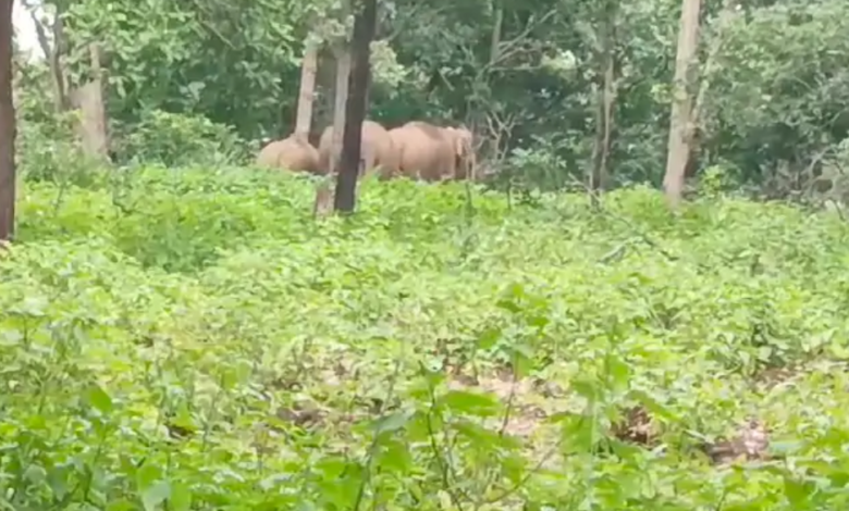 Photo of हाथियों के आने से जिले में मचा हड़कंप