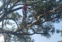 Photo of पेड में लटकता मिला बिलाईखार निवासी युवक का शव – जांच में जुटी पुलिस 