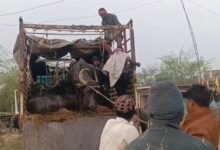 Photo of शहपुरा पुलिस की हिरासत में अवैध पशु तस्कर 22 नग पड़ा भैंस सहित वाहन भी जप्त