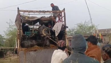 Photo of शहपुरा पुलिस की हिरासत में अवैध पशु तस्कर 22 नग पड़ा भैंस सहित वाहन भी जप्त