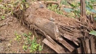 Photo of अमरकंटक के जंगलो में साल बोरर कीट का प्रकोप , बेशकीमती हरे भरे साल के पेड़ सूखने के कगार पर