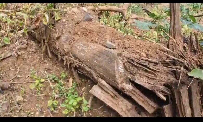 Photo of अमरकंटक के जंगलो में साल बोरर कीट का प्रकोप , बेशकीमती हरे भरे साल के पेड़ सूखने के कगार पर