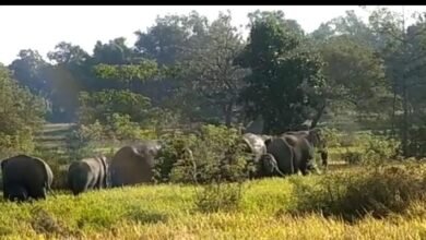 Photo of एक बार फिर जिले में हाथियों की आमद, गांव के तीन मकानों को किया क्षतिग्रस्त