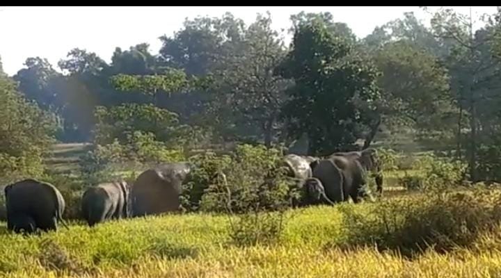 Photo of एक बार फिर जिले में हाथियों की आमद, गांव के तीन मकानों को किया क्षतिग्रस्त