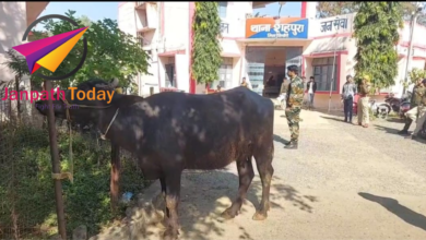 Photo of भैंसों की आपस मे हुई लड़ाई ,थाने तक पहुंचा मामला