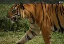 Photo of शहपुरा क्षेत्र में बाघ के मूवमेंट की खबर से दहशत:रात में वनविभाग की टीम ने की सर्चिंग,ग्रामीणों से अलर्ट रहने की अपील