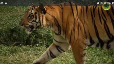 Photo of शहपुरा क्षेत्र में बाघ के मूवमेंट की खबर से दहशत:रात में वनविभाग की टीम ने की सर्चिंग,ग्रामीणों से अलर्ट रहने की अपील