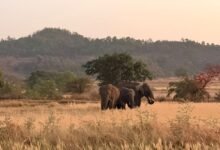Photo of वनपरिक्षेत्र डिंडोरी अंतर्गत तीन हाथियों की आमद ग्रामीणों में दहशत, जनसुरक्षा हेतु विभागीय टीमें सतत सक्रिय
