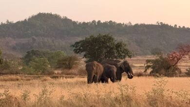 Photo of वनपरिक्षेत्र डिंडोरी अंतर्गत तीन हाथियों की आमद ग्रामीणों में दहशत, जनसुरक्षा हेतु विभागीय टीमें सतत सक्रिय