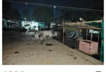 Photo of आवारा सांडों का संघर्ष, दुकानों मकानों को नुकसान व्यापारी और आम नागरिक परेशान, प्रशासन बना मूक दर्शक, वार्ड नंबर 4 सब्जी मंडी एरिया का मामला