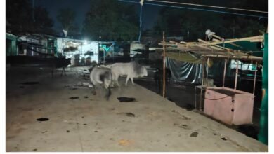 Photo of आवारा सांडों का संघर्ष, दुकानों मकानों को नुकसान व्यापारी और आम नागरिक परेशान, प्रशासन बना मूक दर्शक, वार्ड नंबर 4 सब्जी मंडी एरिया का मामला