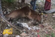 Photo of साकेत नगर में खुले सेप्टिक टैंक में गिरी गाय, युवा शक्ति के प्रयासों से बची जान