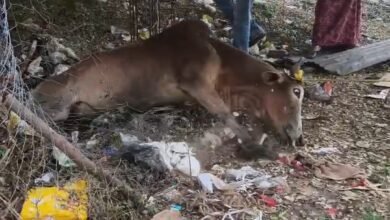Photo of साकेत नगर में खुले सेप्टिक टैंक में गिरी गाय, युवा शक्ति के प्रयासों से बची जान