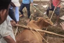 Photo of 12 फीट गहरे टैंक में फँसी गाय को युवाओं और श्रमिकों ने सकुशल निकाला