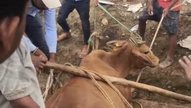 Photo of 12 फीट गहरे टैंक में फँसी गाय को युवाओं और श्रमिकों ने सकुशल निकाला