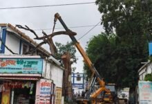 Photo of जिला अस्पताल परिसर में क्रेन से हटाया गया विशाल सूखा पेड़ – लंबे समय से हो रही थी पेड़ कटवाने की मांग, मरीजों और परिजनों के लिए बना था खतरा